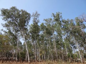 eucalyptus essential oil