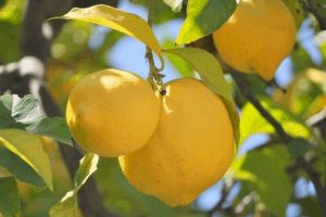 Lemon essential oil
