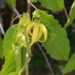 Ylang Ylang Essential oil