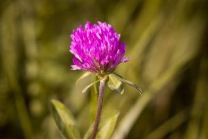 wild-herb-pesto